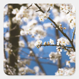 Adesivo Quadrado Flores Brancas diante de um céu branco