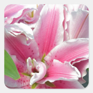 Adesivo Quadrado Flores cor-de-rosa do lírio do stargazer no