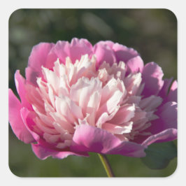 Adesivo Quadrado Flores cor-de-rosa grandes no primavera