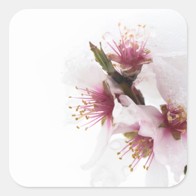 Adesivo Quadrado Flores de amêndoa cobertas de neve (Frente)