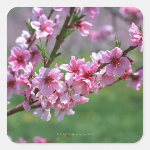 Adesivo Quadrado Flores de Apple