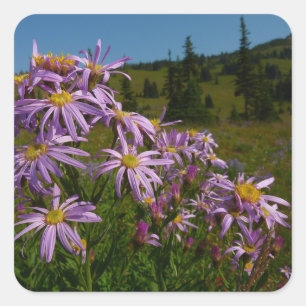 Adesivo Quadrado Flores de Aster Roxo no Monte Rainier