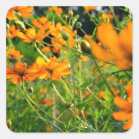 Flores de Cosmos Laranja