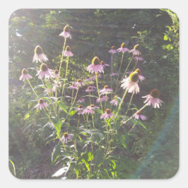 Adesivo Quadrado Flores de Echinacea ao Sol