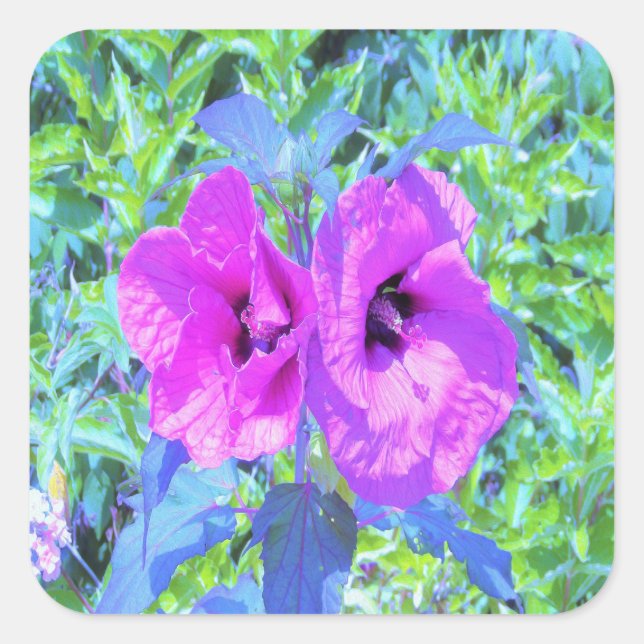 Adesivo Quadrado Flores de Hibisco Roxo-Roxo-Violeta (Frente)