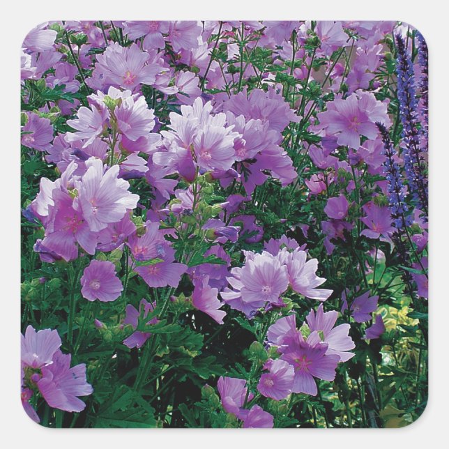 Adesivo Quadrado Flores de hiscus púrpura (Frente)