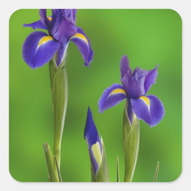 Adesivo Quadrado Flores de Íris (Frente)