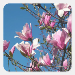 Adesivo Quadrado flores de magnólia rosa na primavera no céu azul