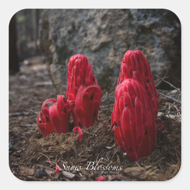 Adesivo Quadrado Flores de Neve (Frente)