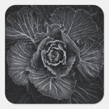 Flores De Quintal A Preto E Branco No 108