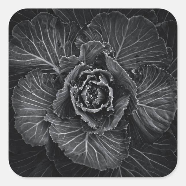 Adesivo Quadrado Flores De Quintal A Preto E Branco No 108 (Frente)