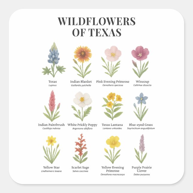 Adesivo Quadrado Flores do Texas em Estilo de Aquarela (Frente)