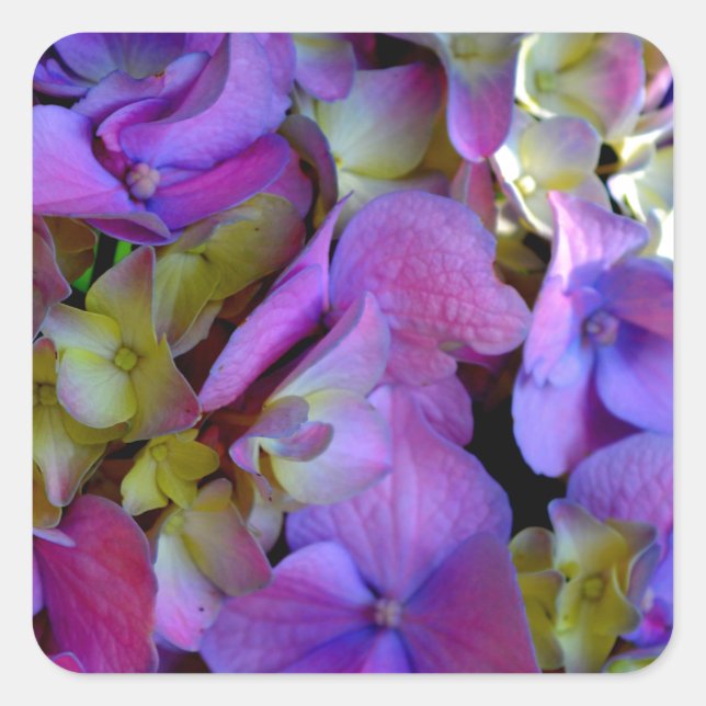 Adesivo Quadrado Flores magenta púrpura amarelas Hydrangas (Frente)