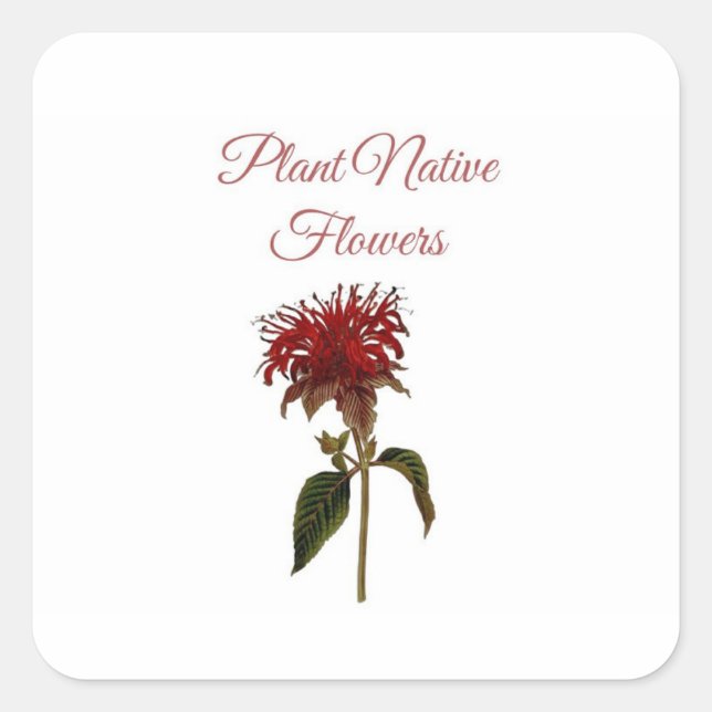 Adesivo Quadrado Flores Nativas da Planta Monarda  (Frente)