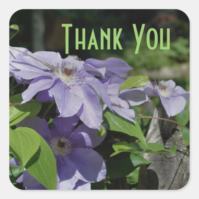 Adesivo Quadrado Flores Purple Clematis Muito Obrigado Sticker (Frente)