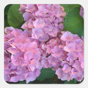 Adesivo Quadrado Flores rosa pastel Hortensia hydrangea