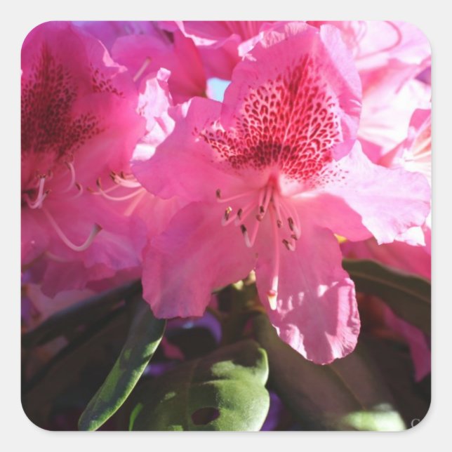 Adesivo Quadrado flores rosas rododendróticas (Frente)
