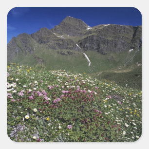Adesivo Quadrado Flores silvestres, florescendo, Alpes, Suíça