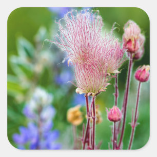 Adesivo Quadrado Flores Silvestres Prairie Smoke em Aspen Grove 2