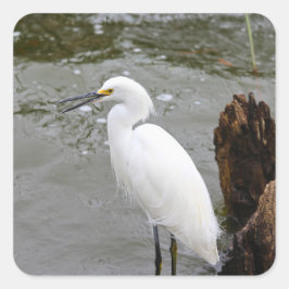 Adesivo Quadrado Florida's Singing Egret