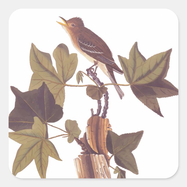 Adesivo Quadrado Flycatcher Songbird de Audubon Traill (Frente)