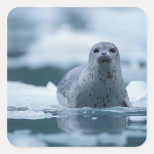 Adesivo Quadrado foca-comum-do-pacífico, Phoca vitulina richardsi