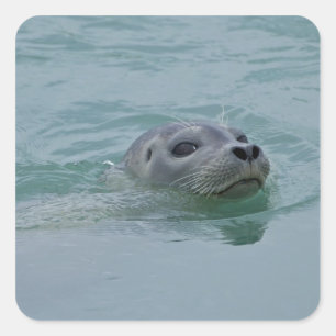 Adesivo Quadrado Foca-comum nadando no lago glacial Jokulsarlon