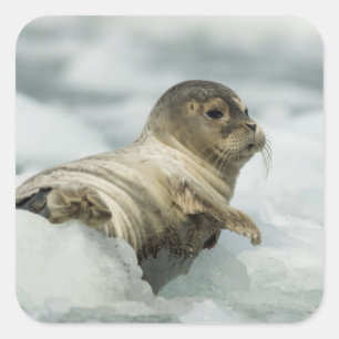 Adesivo Quadrado Foca doce