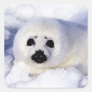 Adesivo Quadrado Foca harpa filhote gelo Golfo de São Lourenço,