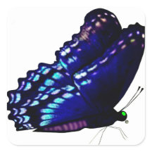 Focas de Envelope Borboleta