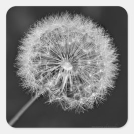 Adesivo Quadrado Foi para a Semente