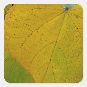 Adesivo Quadrado Folhas Amarelas de Redbud Fotografia da Natureza n