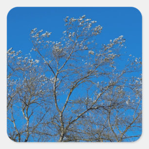 Adesivo Quadrado Folhas de prata de uma palheta branca de árvore po