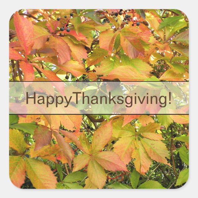 Adesivo Quadrado Folhas selvagens da vinha do outono (Frente)