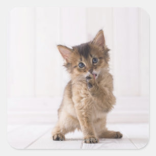 Adesivo Quadrado Forefoot de lambedura somaliano