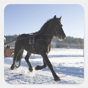Adesivo Quadrado Formação de cavalos numa paisagem vitícola,