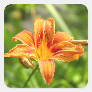 Adesivo Quadrado Foto de flor Lily grande e bonita