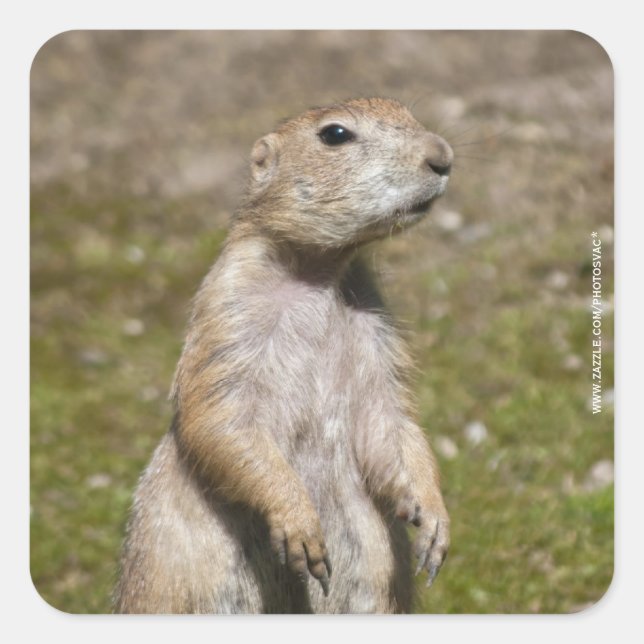 Adesivo Quadrado Foto de Vida Selvagem de Cão-da-pradaria-de-cauda- (Frente)