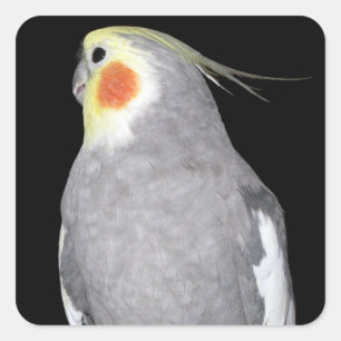 Adesivo Quadrado Foto do Cockatiel do pássaro do animal de