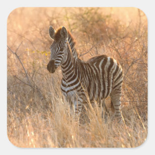 Adesivo Quadrado Foto do dia de sol de Zebra