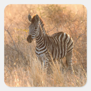 Adesivo Quadrado Foto do dia de sol de Zebra