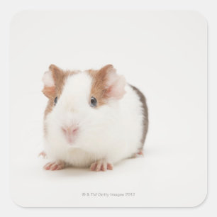 Adesivo Quadrado Foto do Studio Pig da Guiné