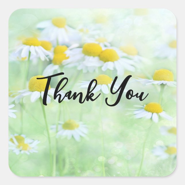 Adesivo Quadrado Foto dos Bonito Daisies em um campo Obrigado (Frente)