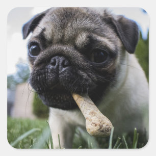 Adesivo Quadrado Foto e nome personalizados do cão Pug