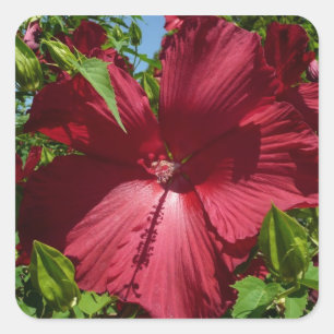 Adesivo Quadrado Foto natural de Hibiscus Flower and Blue Sky