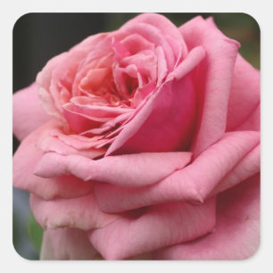 Adesivo Quadrado Fotografia Bonito Floral Rosa Rosa I