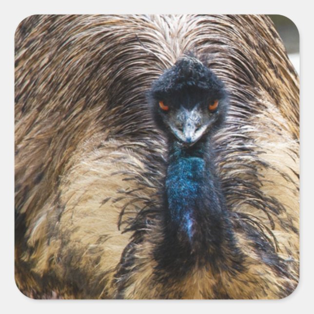 Adesivo Quadrado Fotografia da natureza selvagem de aves da Emu (Frente)