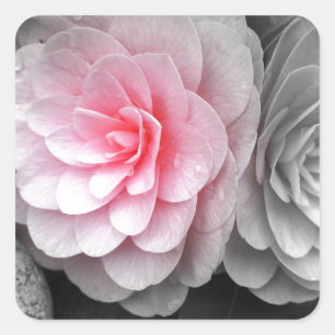 Adesivo Quadrado Fotografia de Camellias Rosa