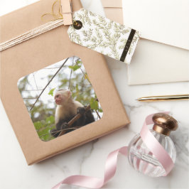 Adesivo Quadrado Fotografia de macaco-prego branco