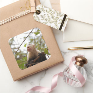 Adesivo Quadrado Fotografia de macaco-prego branco